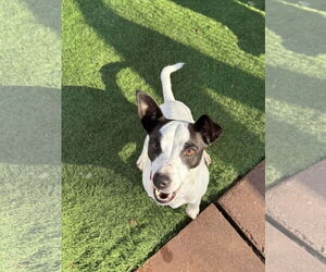 Bandit - Male Jack Russell Terrier Dog for Adoption - Photo #2
