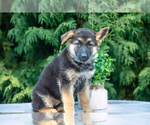 Puppy Gypsy German Shepherd Dog