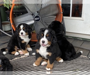 Bernese Mountain Dog Puppy for sale in RINGGOLD, GA, USA