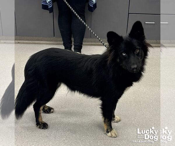 Medium Photo #3 Australian Shepherd-Unknown Mix Puppy For Sale in Washington, DC, USA