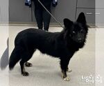 Small #2 Australian Shepherd Mix