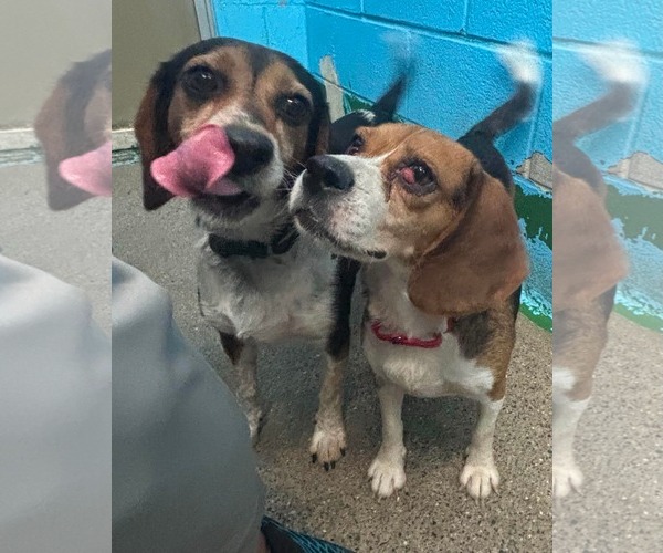 Medium Photo #3 Beagle Puppy For Sale in Rustburg, VA, USA