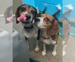 Small #2 Beagle