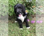Small #6 Bernedoodle