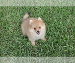 Small Photo #2 Pomeranian Puppy For Sale in HOLLYWOOD, FL, USA