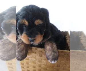 Bernedoodle Puppy for sale in CHICAGO, IL, USA