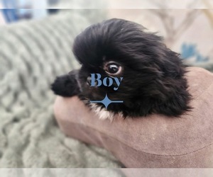 Pekingese Puppy for sale in TURKEY, NC, USA
