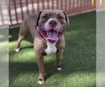 Small #1 American Pit Bull Terrier Mix