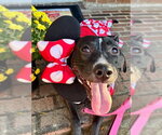 Small Photo #7 American Pit Bull Terrier-Unknown Mix Puppy For Sale in Germantown, OH, USA