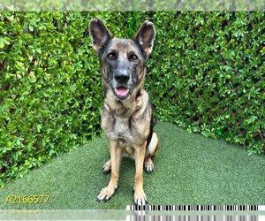 German Shepherd Dog Dogs for adoption in West Palm Beach, FL, USA