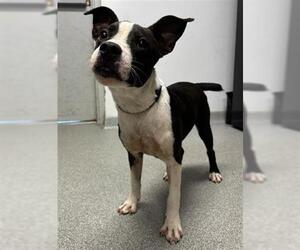 Medium Boston Terrier Mix