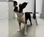 Small Boston Terrier Mix