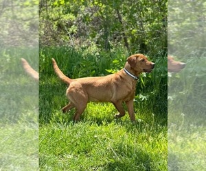 Labrador Retriever Puppy for Sale in RICHLAND, Iowa USA