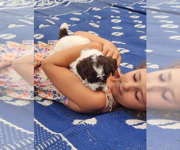 Medium Photo #3 Poodle (Miniature) Puppy For Sale in PERRYSVILLE, OH, USA