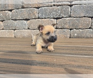 Cairn Terrier Puppy for sale in CARLYLE, IL, USA