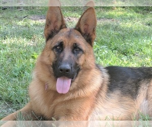 Mother of the German Shepherd Dog puppies born on 04/11/2020