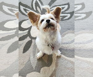 Shih Tzu Dogs for adoption in St. Louis Park, MN, USA