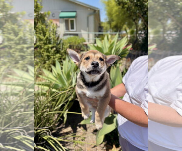 Medium Photo #1 Mutt Puppy For Sale in Seal Beach, CA, USA