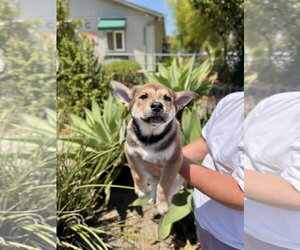 Mutt Dogs for adoption in Seal Beach, CA, USA