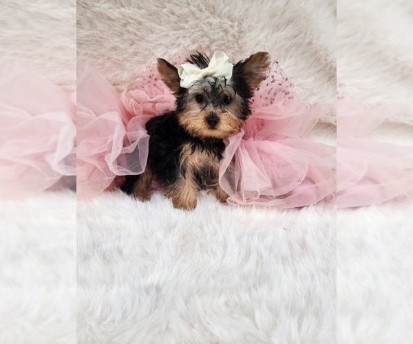 Medium Photo #4 Morkie Puppy For Sale in INDIANAPOLIS, IN, USA