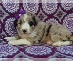 Small Photo #5 Aussiedoodle Puppy For Sale in LANCASTER, PA, USA