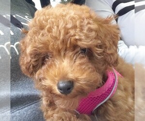 Poodle (Toy) Puppy for sale in GRAND RAPIDS, MI, USA