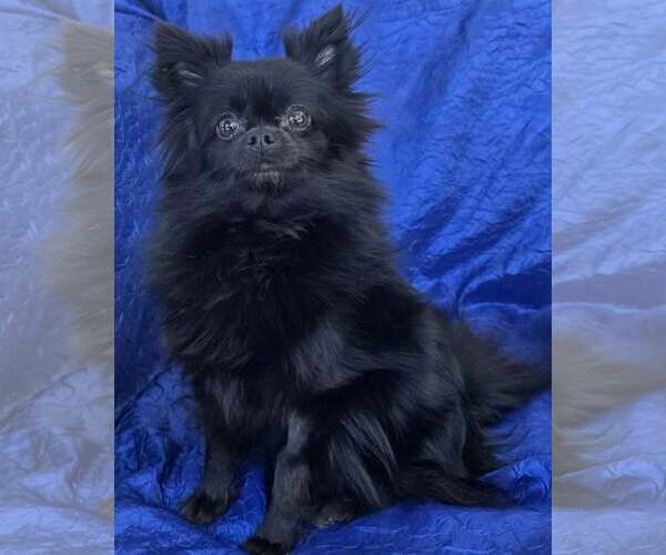 Medium Photo #2 Chihuahua-Unknown Mix Puppy For Sale in Cuba, NY, USA