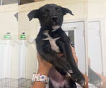 Small #4 Jack Russell Terrier