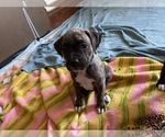 Puppy 1 Boxer-Bullmastiff Mix