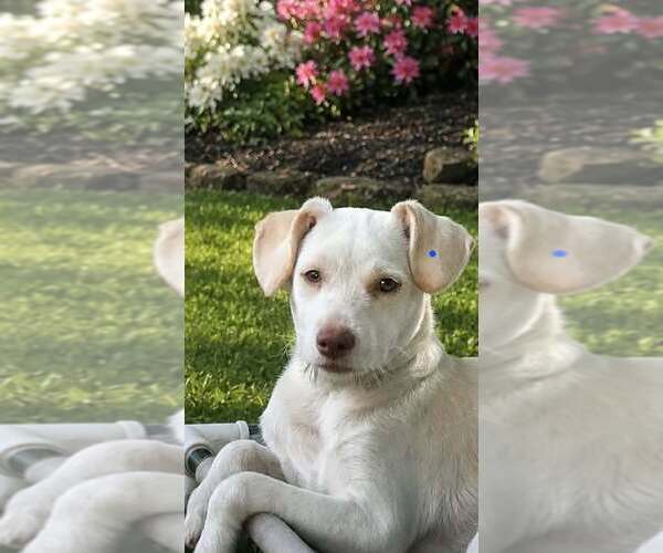 Medium Photo #1 Mutt Puppy For Sale in Oakhurst, NJ, USA