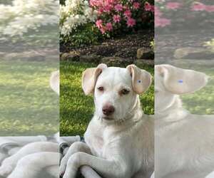 Mutt Dogs for adoption in Oakhurst, NJ, USA