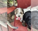 Small Photo #32 YorkiePoo Puppy For Sale in MONTGOMERY VILLAGE, MD, USA
