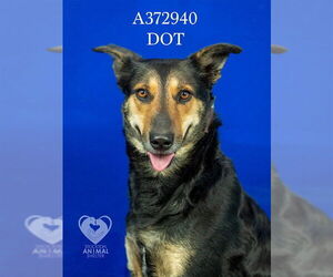 German Shepherd Dog Dogs for adoption in Stockton, CA, USA