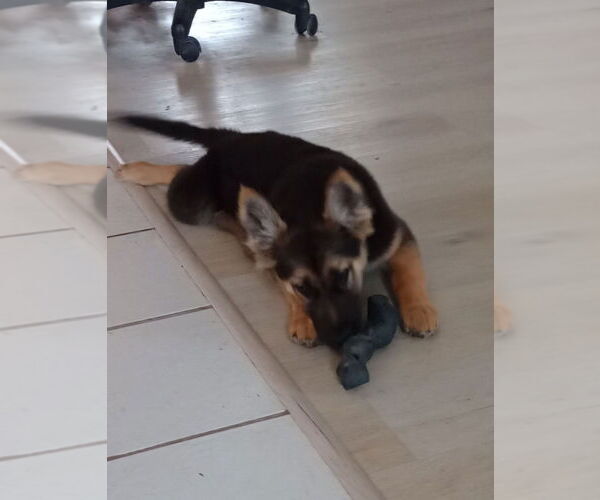 Medium Photo #1 German Shepherd Dog Puppy For Sale in Modesto, CA, USA