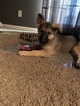 Small Photo #33 German Shepherd Dog Puppy For Sale in BARTLETTSVILLE, IN, USA