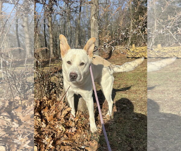 Medium Photo #16 Unknown-white german shepherd Mix Puppy For Sale in Rockaway, NJ, USA