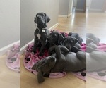 Small Photo #2 Great Dane Puppy For Sale in BRENTWOOD, CA, USA