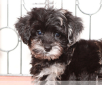 Small YorkiePoo