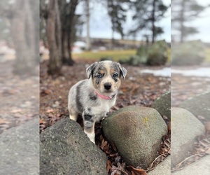 Border Collie Puppy for sale in YAKIMA, WA, USA