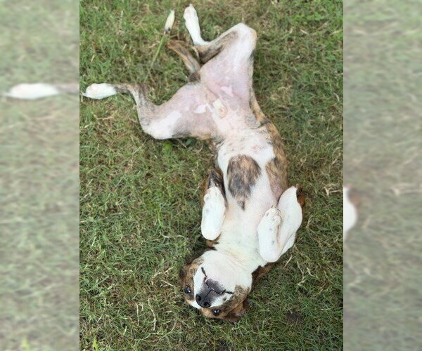Medium Photo #8 Basenji-Unknown Mix Puppy For Sale in Canton, CT, USA