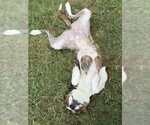 Small #7 Basenji Mix