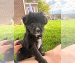 Small #2 Chihuahua Mix