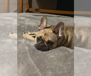 Mother of the French Bulldog puppies born on 08/03/2026