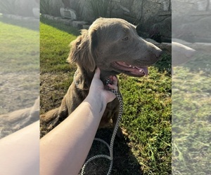 Labrador Retriever Puppy for sale in CEDAR VALE, KS, USA