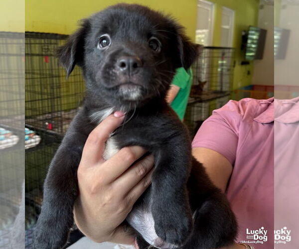 Medium Photo #4 Labrador Retriever-Retriever  Mix Puppy For Sale in Washington, DC, USA