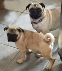 Pug Puppy for sale in BETHANY, OK, USA