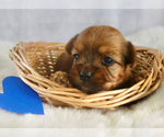 Small #1 Yorkshire Terrier