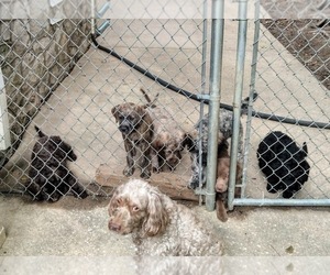 Father of the Cockapoo (Miniature) puppies born on 04/15/2026