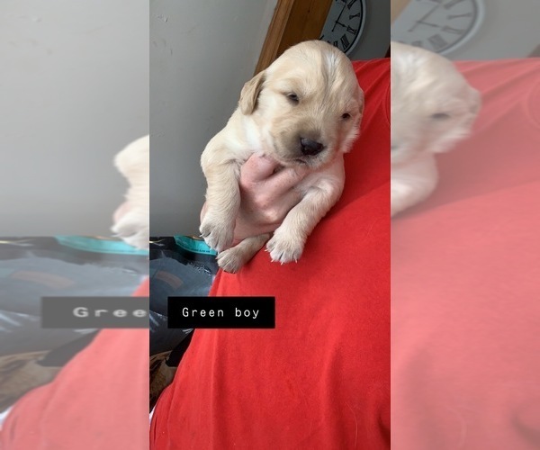 Full screen Photo #5 Golden Retriever Puppy For Sale in WICHITA, KS, USA