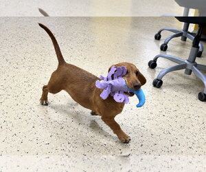 Rhett - Male Dachshund Dog for Adoption - Photo #2